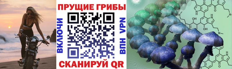 Купить закладки  Буй  Галлюциногенные грибы Psilocybine cubensis 